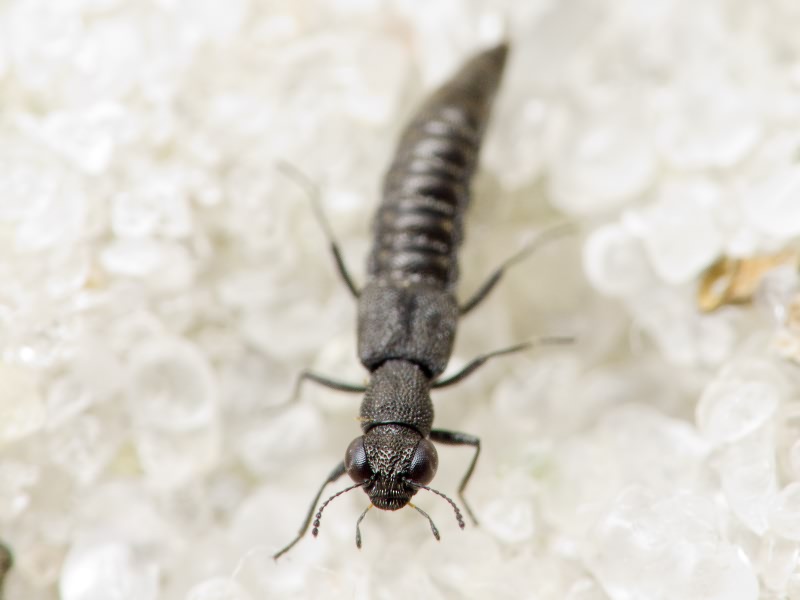 Stenus boops Ljungh, 1804